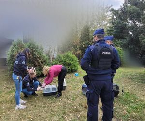 Weszli do środka budynku i zamarli. W środku konały koty, jeden nie przeżył