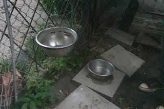 Banery ZDM pomagają zwierzętom