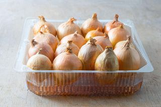 Pędzenie cebuli na szczypior