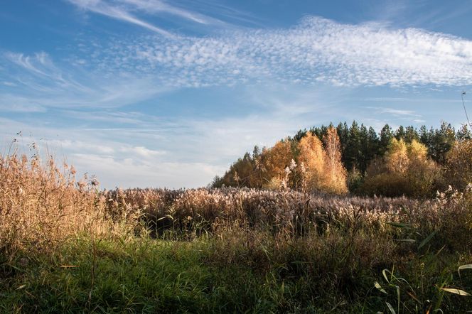Puszcza Białowieska – ostatnia taka puszcza w Europie