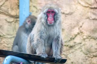 Śnieżne małpy w łódzkim ZOO. Zamieszkały w szczególnym miejscu