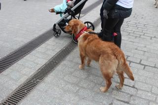 31. Finał WOŚP z krakowskimi Golden Retrieverami (i nie tylko)