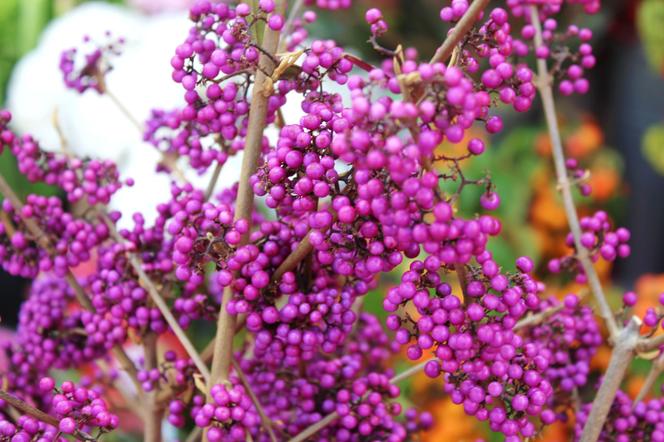 Pięknotka Bodiniera 'Giralda' 