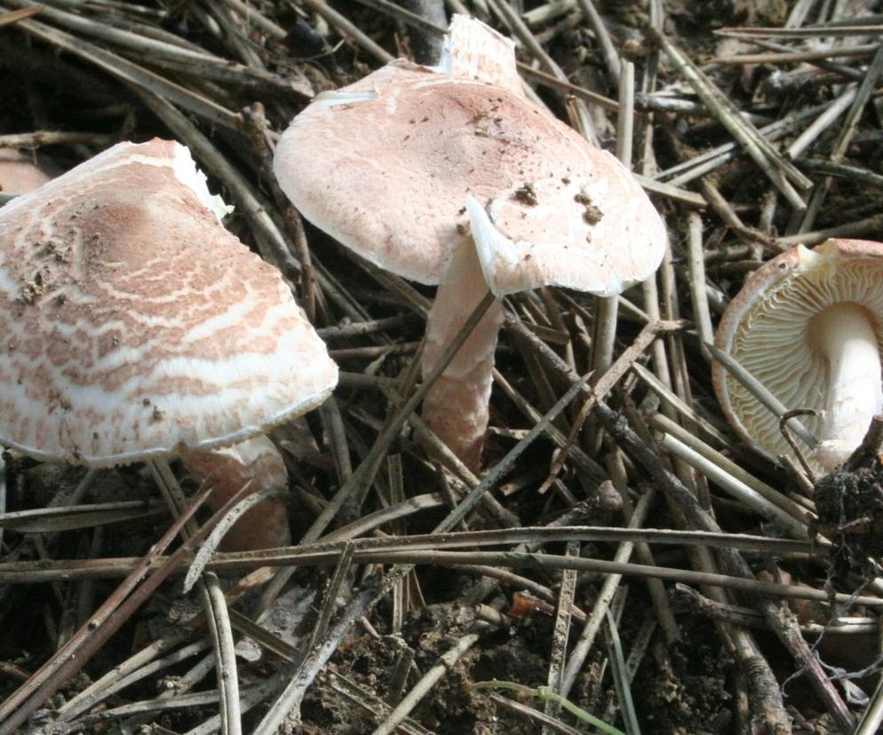 Trujące grzyby w Polsce. Zobacz, których gatunków nie wolno zbierać