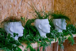 Z tych roślin stworzysz efektowne fryzury w modnych doniczkach głowach