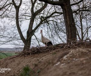 Naziemnne gniazda bocianów