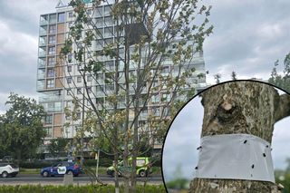 Szkodnik zniszczył drzewa w nowym parku na Ursynowie. Atak był silny i zmasowany