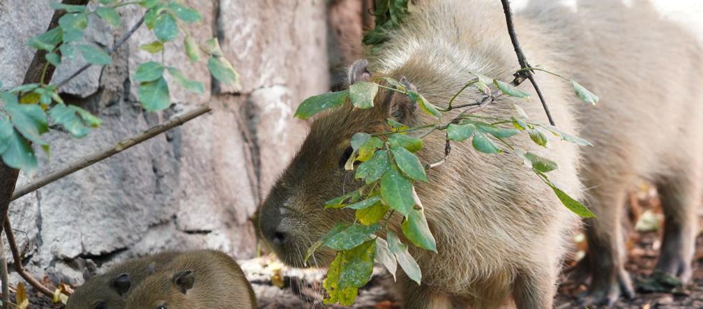 Kapibara z wrocławskiego zoo