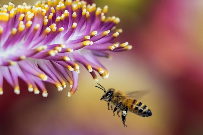 Dolnośląskie: zginęło 7,5 miliona pszczół! Poważne zarzuty dla rolnika z Modliszowa