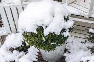 Rośliny zimozielone zimę spędzają na balkonie. Jak o nie zadbać, gdy przychodzi mróz?