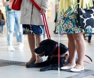 Osoby z psami asystującymi poniżane w sklepach. Co na to prawo?