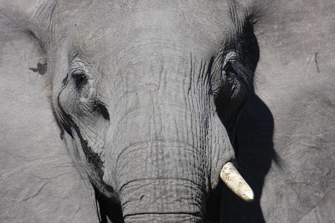 Stan słonicy Magdy z łódzkiego zoo był tak zły, że zadecydowano o jej uśpieniu