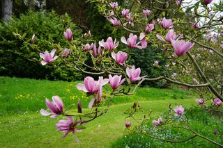 Jak dbać o drzewko magnolii? [Porada eksperta]