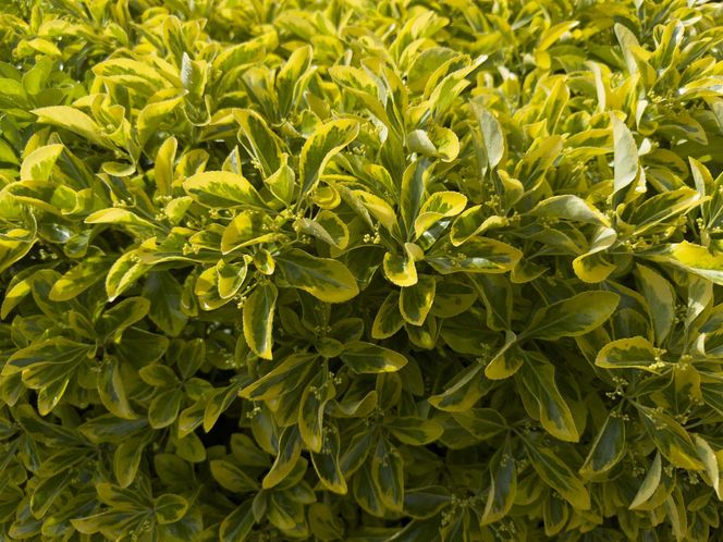 Trzmielina japońska 'Aureomarginatus'