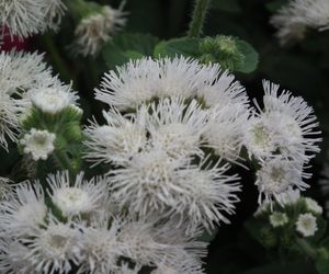 Pelargonie to już przeżytek. Teraz te kwiatki królują na balkonach 