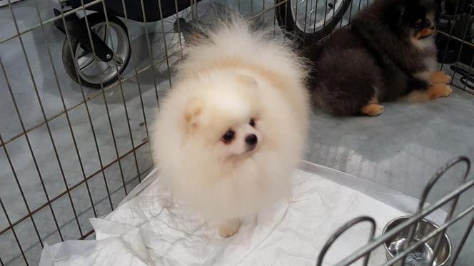 Tysiące psów i odwiedzających. II Międzynarodowa wystawa Psów Rasowych odbyła się w Bydgoszczy