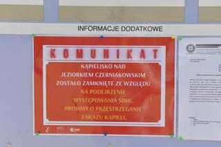 Sinice na jeziorku Czerniakowskim