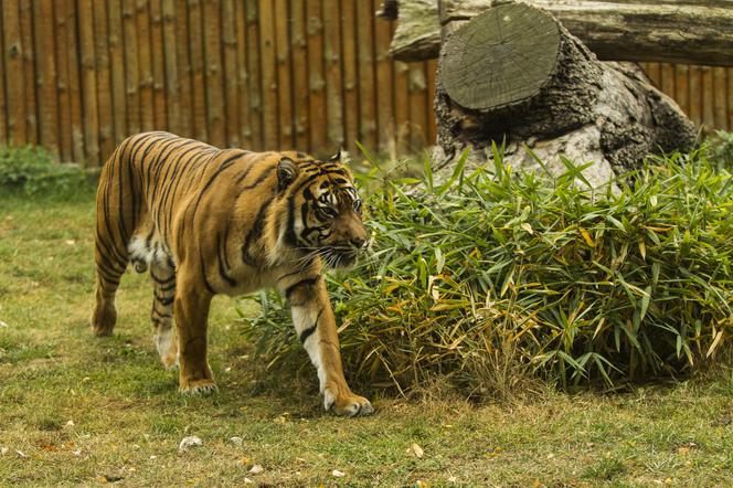 Tygrys ludojad wrócił do zoo