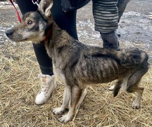 Policjanci z Inowrocławia komentują: Wygląd pieska aż zapiera dech… z rozpaczy [ZDJĘCIA]