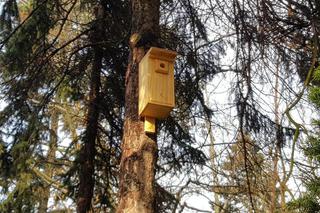  Budki lęgowe zawisły w bydgoskim Ogrodzie Botanicznym UKW w Bydgoszczy