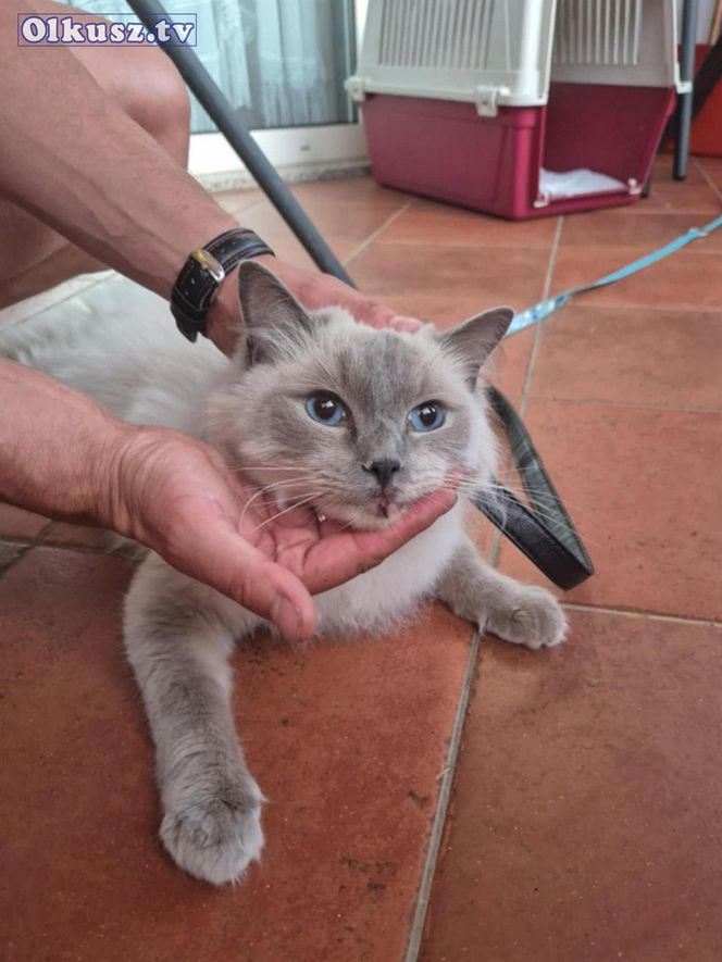  Olkusz. Zaginiona kotka Blue odnaleziona w Chorwacji. Przejechała w zderzaku ponad 1 000 kilometrów 