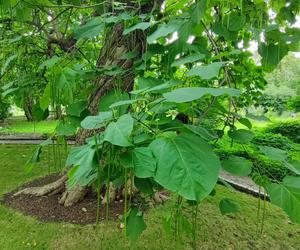 To jeden z najpiękniejszych ogrodów botanicznych w Polsce. Znajduje się na Dolnym Śląsku 