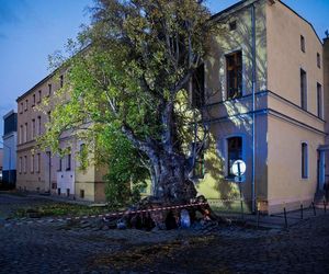 Polska pod naporem wichur! Strażacy nie mieli chwili wytchnienia