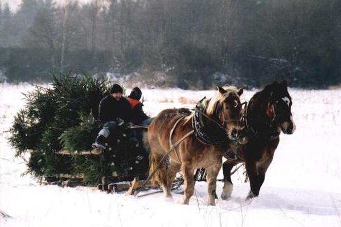 Choinka od Lasów Państwowych na Podkarpaciu