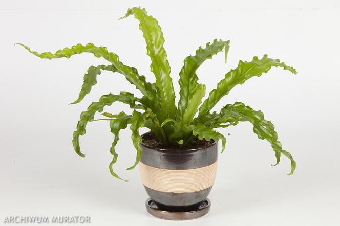 Zanokcica - Asplenium 