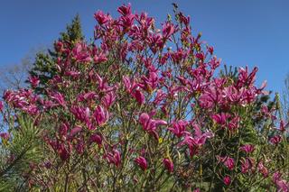 Szara pleśń na magnolii [Porada eksperta]