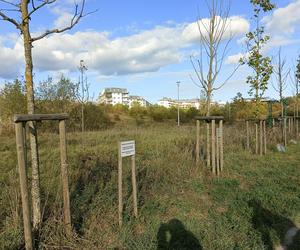 Gaj Matek i Ojców w Gdańsku zaniedbany. Miał być symboliczny park, są uschnięte drzewa i wysoka trawa