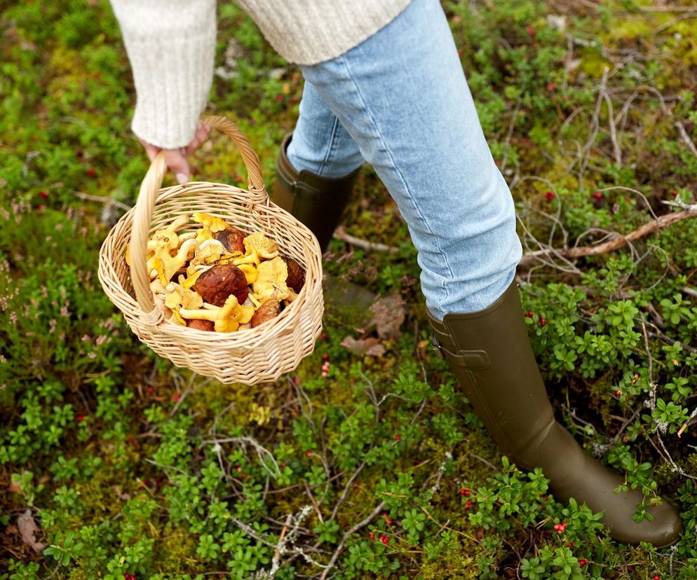 To prawdziwe złoto polskich lasów. Te gatunki grzybów są najzdrowsze 