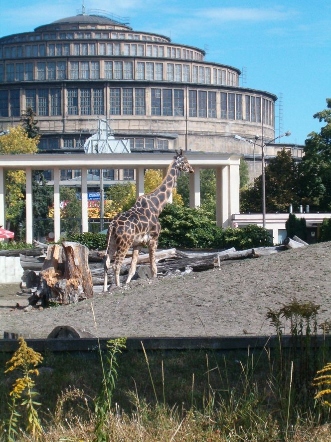 Wrocławskie ZOO