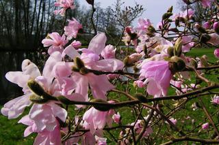 Piękna magnolia w myślęcińskim Ogrodzie Botanicznym [ZDJĘCIE DNIA]