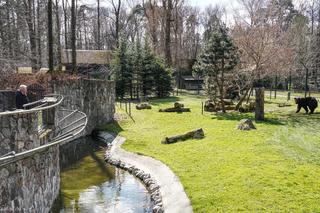 Nowe niedźwiedzie w zoo Akcent w Białymstoku