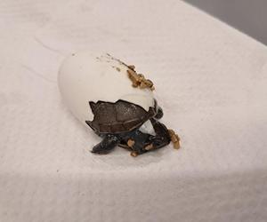 Szczęśliwy los żółwia z piwnicy 