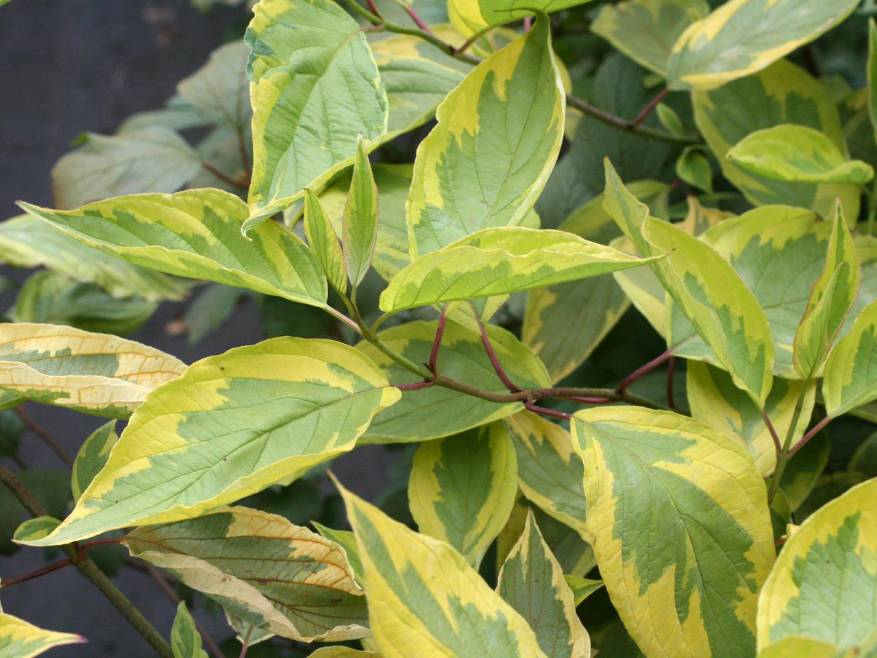 Dereń biały 'Spaethii' - Cornus alba 'Spaethii'