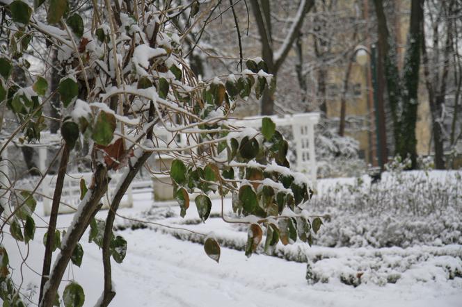 Pierwszy śnieg w Ogrodzie Saskim w Lublinie w tym sezonie!