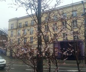 Kwitnące wiśnie przy ul. Świętokrzyskiej