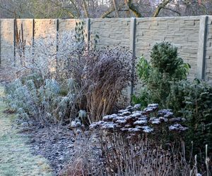 Byliny przed zimą: które okryć, które wykopać?