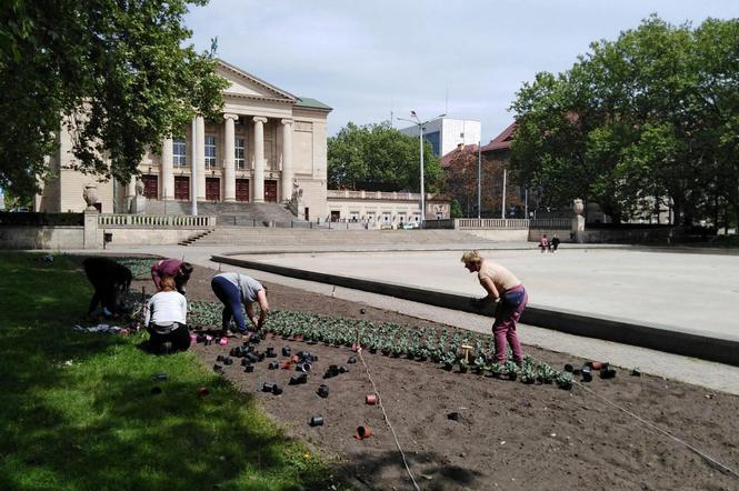 Letnie zasadzenia kwiatów w Poznaniu