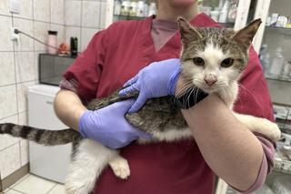 Zwierzęta uratowane z Toruńskiej Kociej Straży