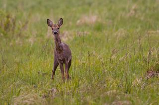 Cuda przyrody [ZDJĘCIE DNIA]