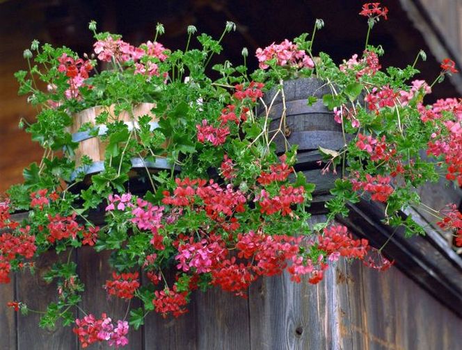 Własne sadzonki. Pelargonie