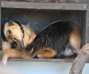 Edi i Suri zostali rodzicami. Wspaniałe wieści z poznańskiego ZOO