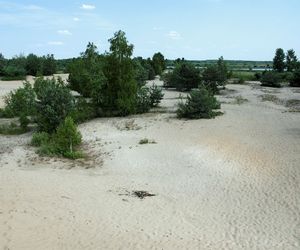 Wydma Pękatka