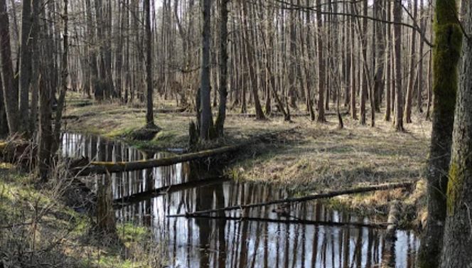 To miejsce jest opuszczone, choć leży o krok od głównej atrakcji Podlasia. Istnieje od blisko 1000 lat!