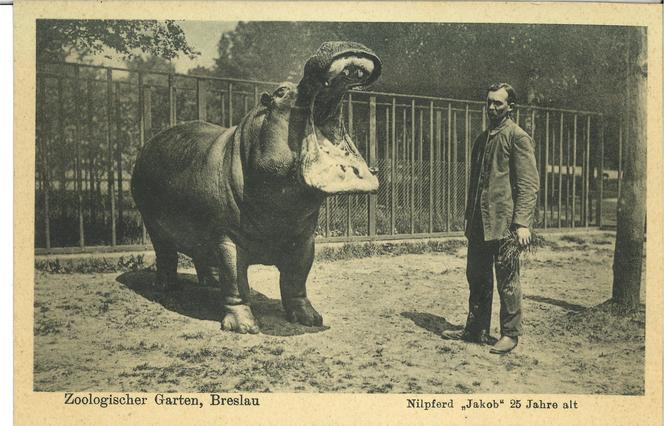 Niezwykłe pocztówki z wrocławskiego zoo. Pamiętają czasy Breslau! [ZDJĘCIA] 