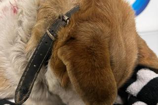 Policjanci znaleźli potrąconego psa Lesia