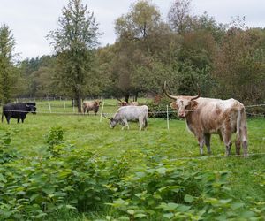  Najpiękniejsza wieś Dolnego Śląska. To miejsce przyciąga artystów 